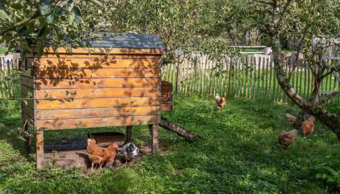 place your coop near trees and plants that will absorb moisture
