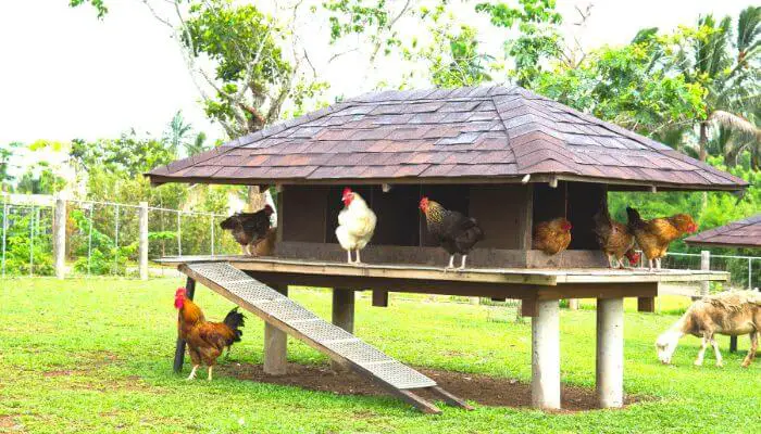 put your chicken coop in a place where it has good sun exposure to dry it out
